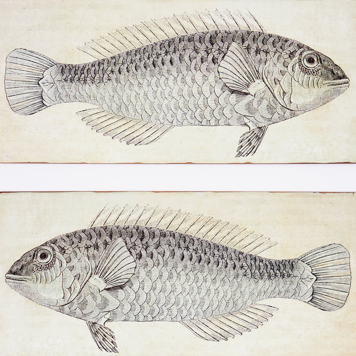 Pair of Fish Prints