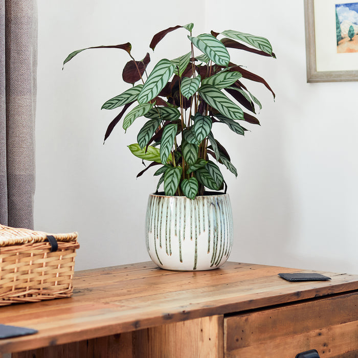 Hanging Planter - Green Drops