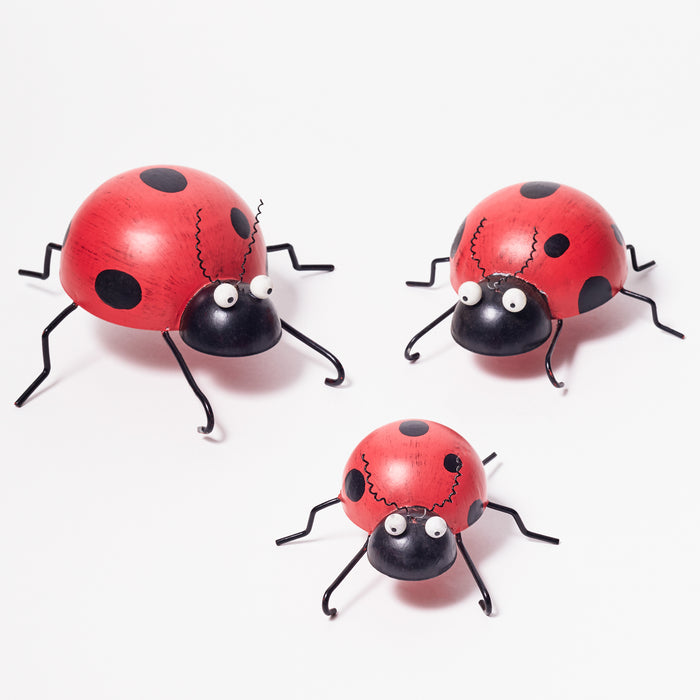 Medium Ladybird