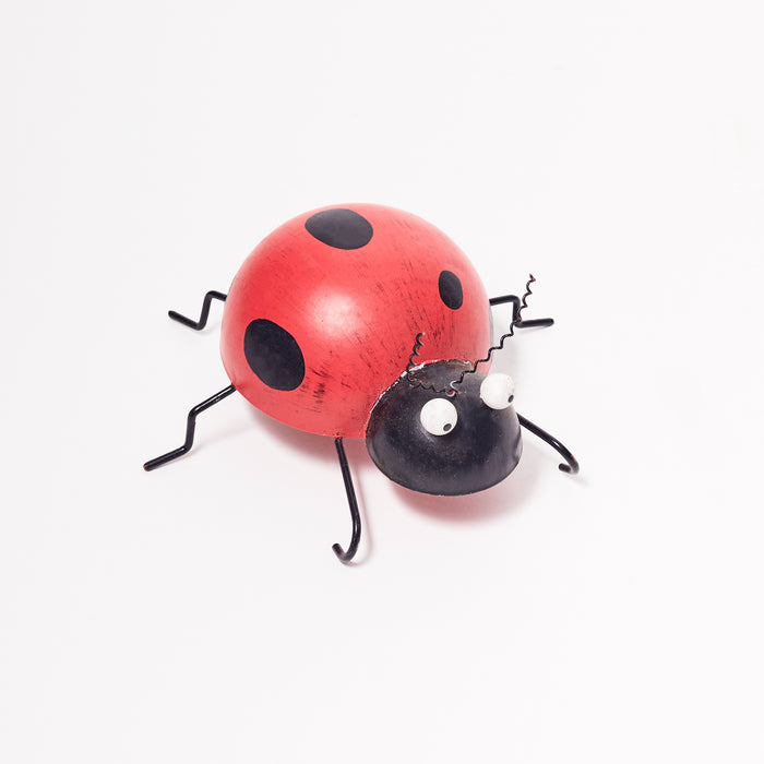 Medium Ladybird