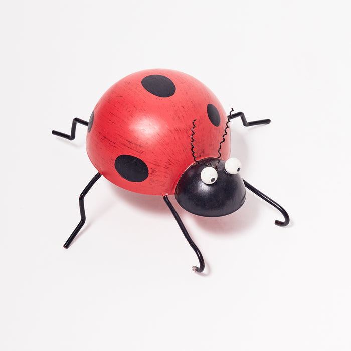 Large Ladybird