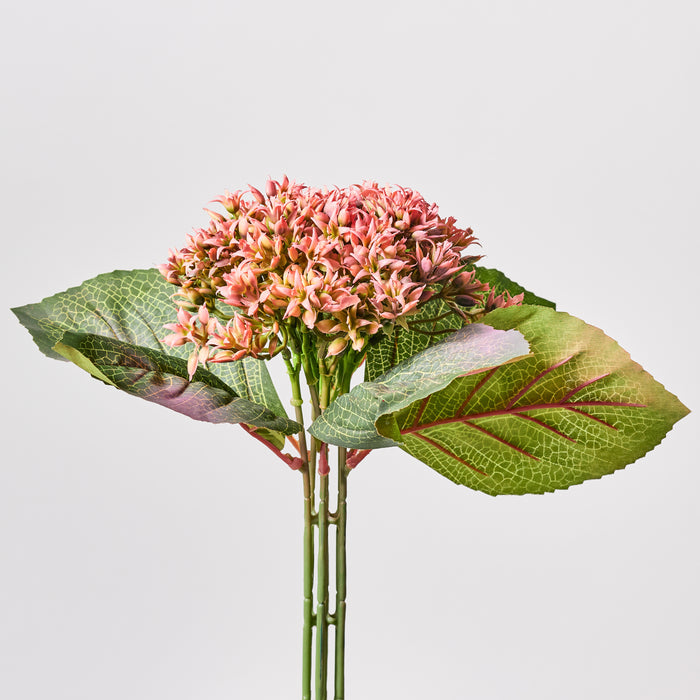 Hydrangea