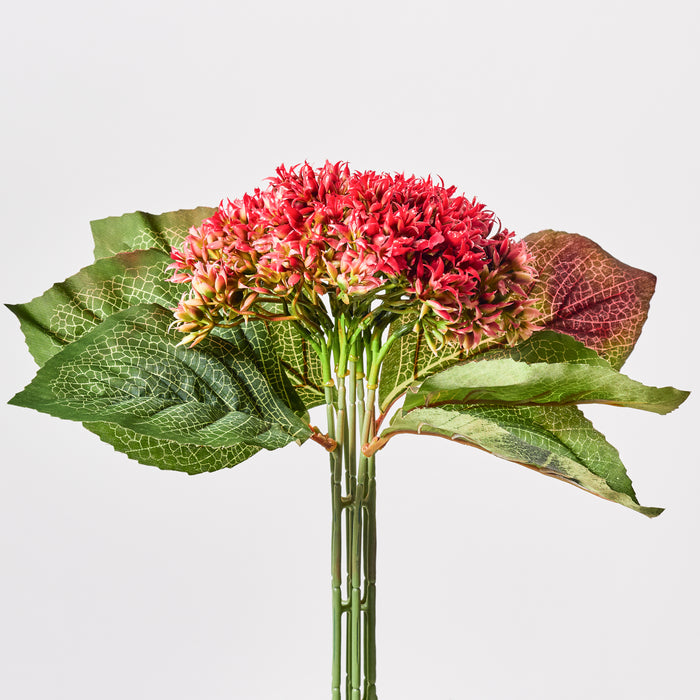 Hydrangea