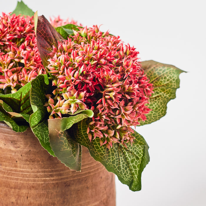 Hydrangea