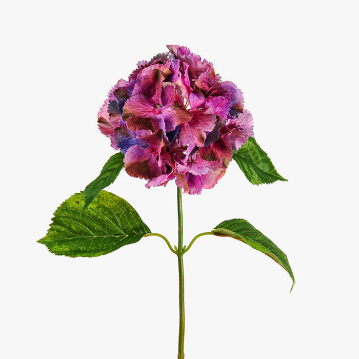 Hydrangea - Dusky Purple