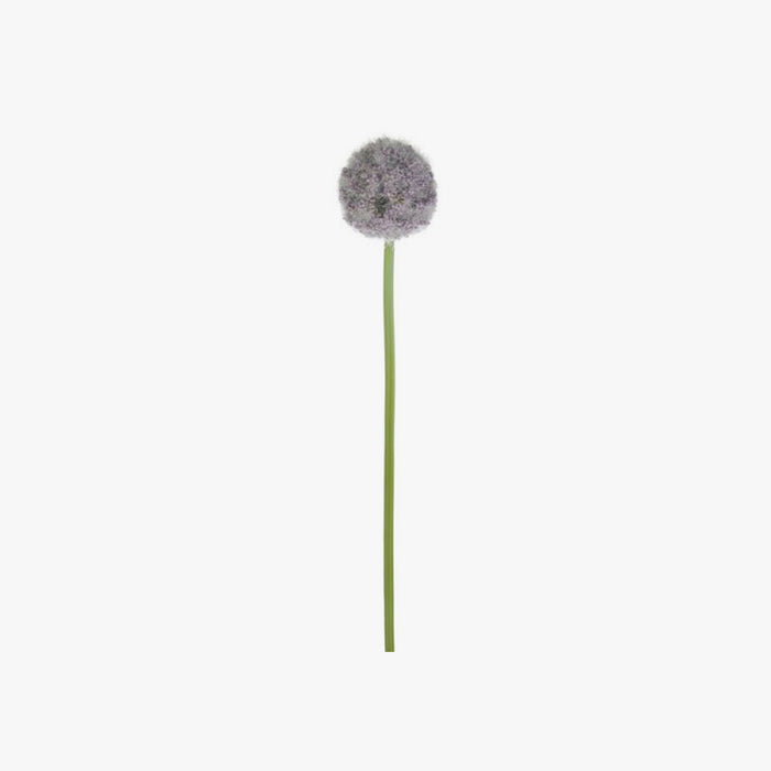 Allium - Lilac