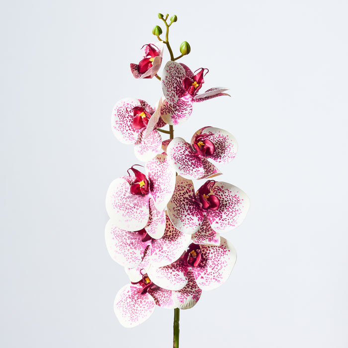 Orchid - White/Burgundy