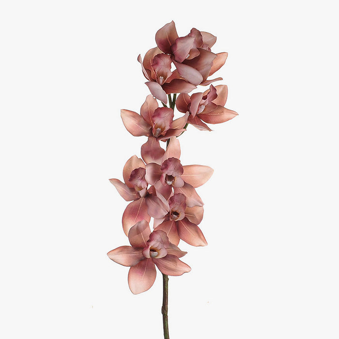 Light Pink Cymbidium Orchid