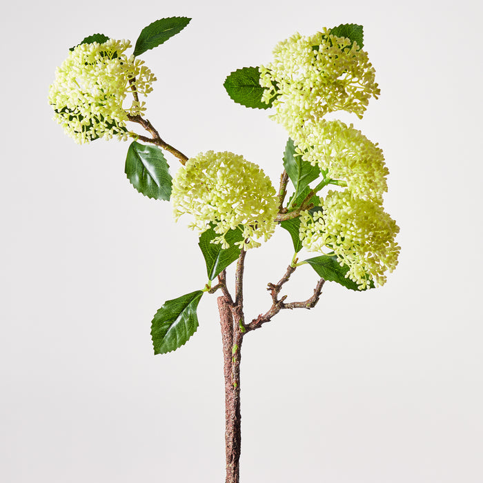 Viburnum