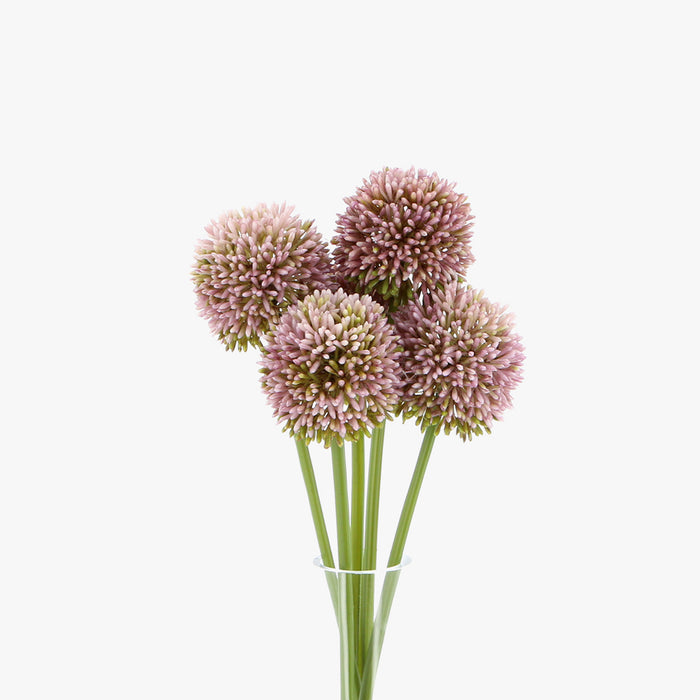 Hedgerow Allium - Pink