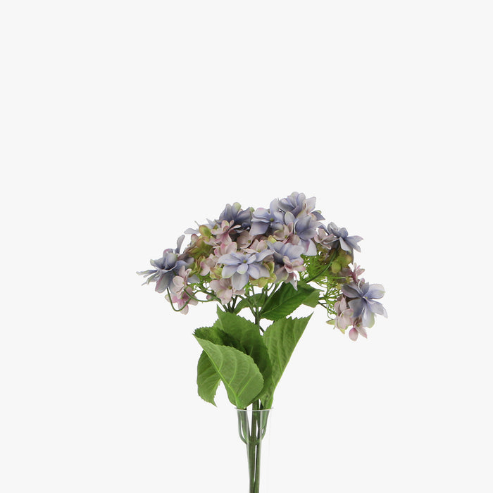Hydrangea Lacecap - Blue