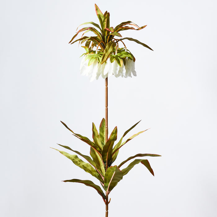 Fritillaria Crown -White
