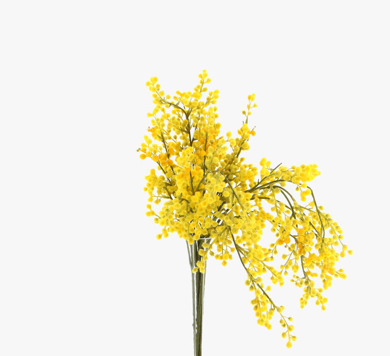 Small Mimosa - Yellow
