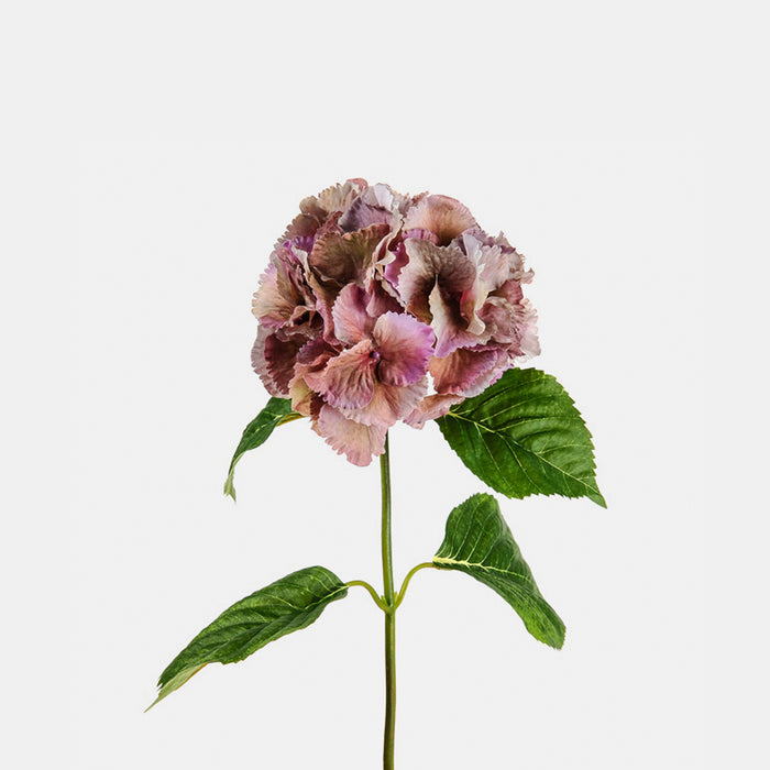 Hydrangea - Dusky Pink